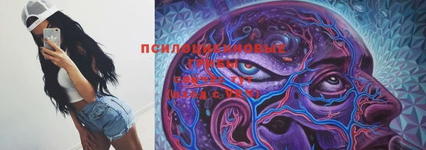 прущие грибы Абинск